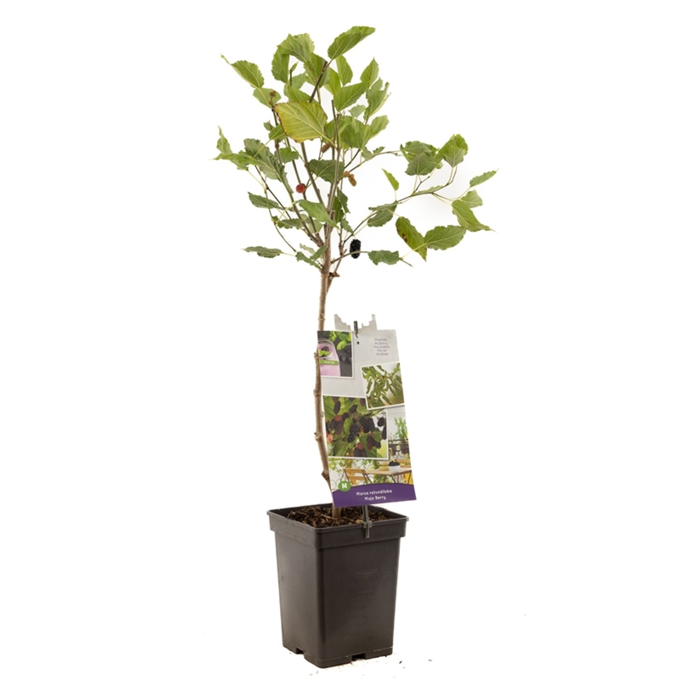 Morus rotundiloba 'Mojo Berry' - C5 60-80 CM